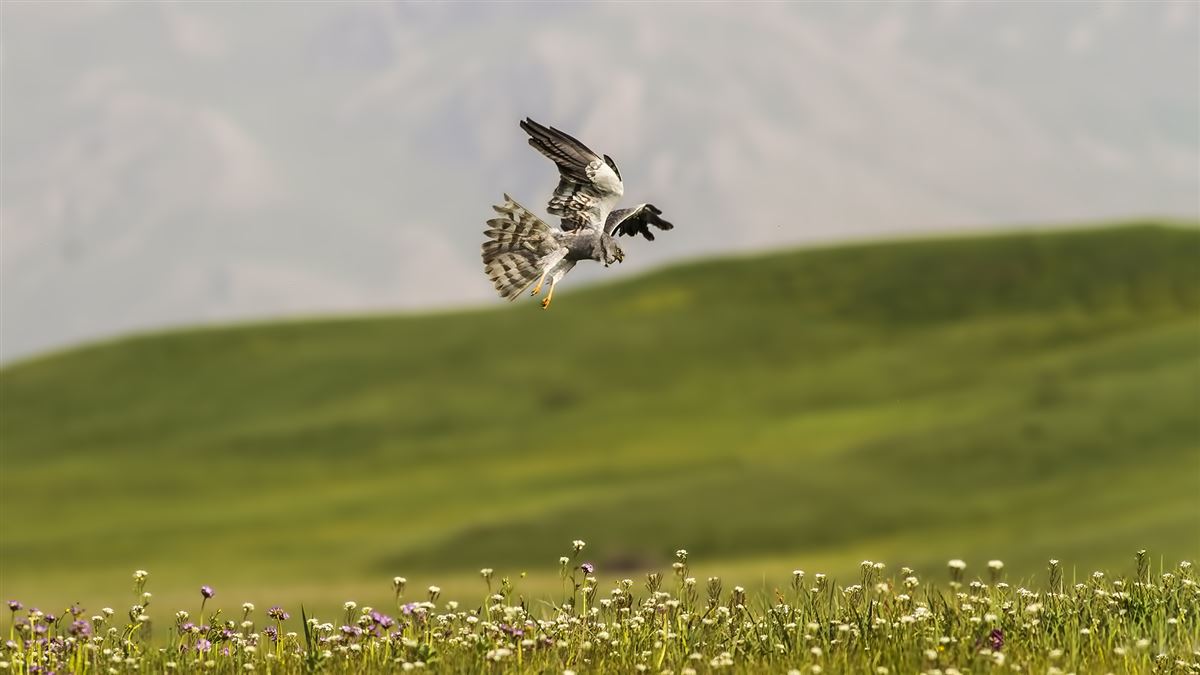 Montagu`s Harrier