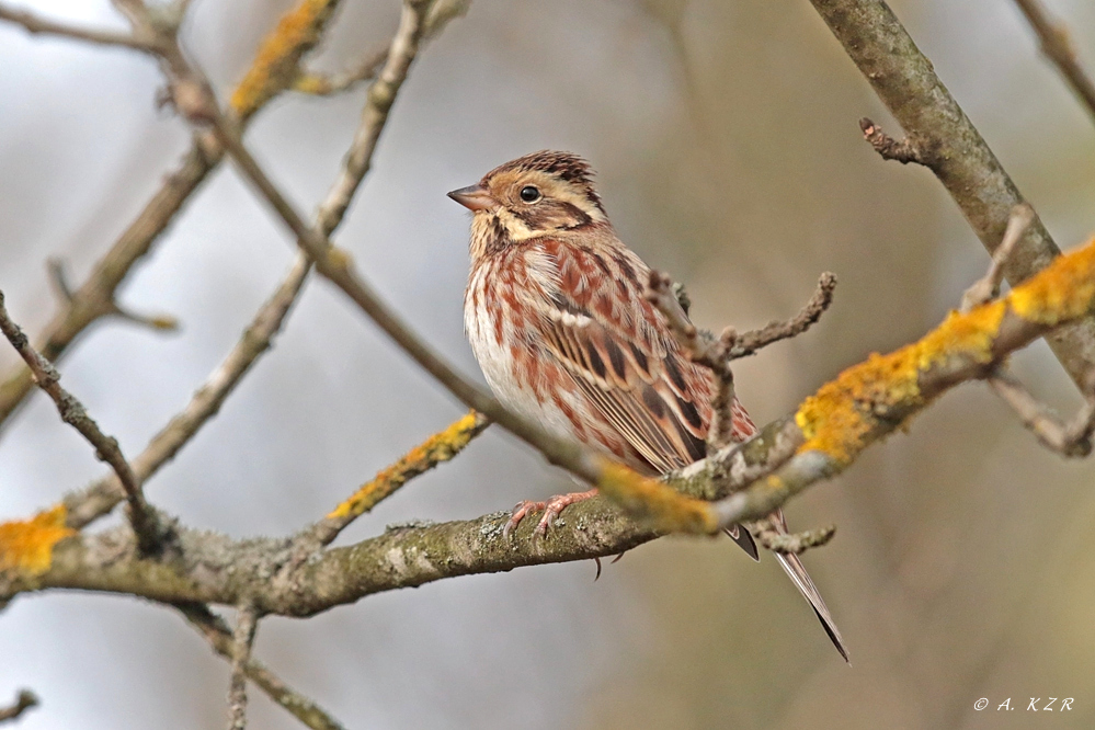 Rustic Bunting