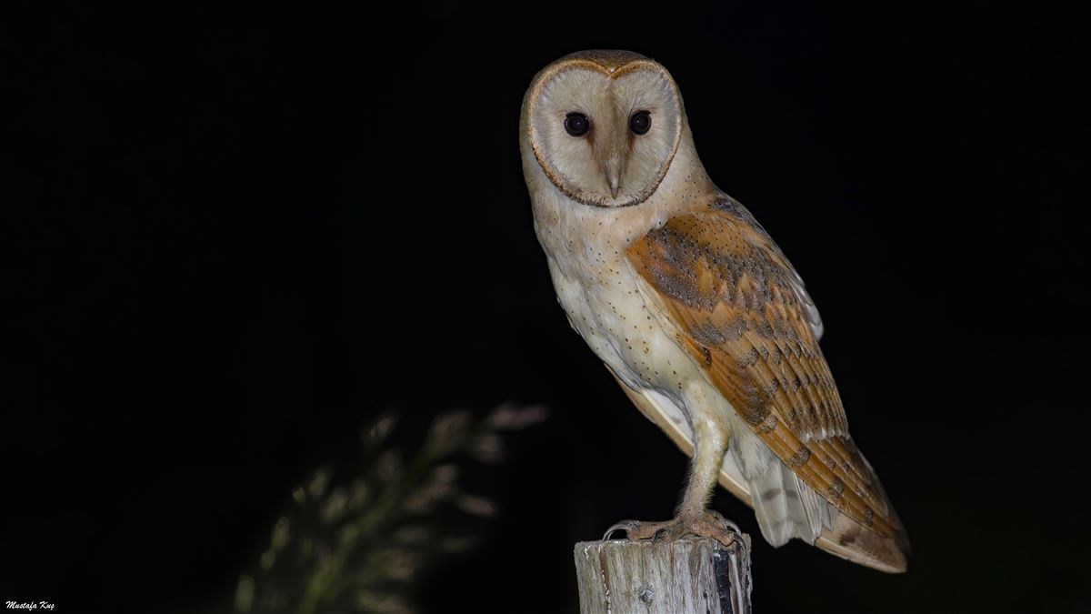 Western Barn Owl
