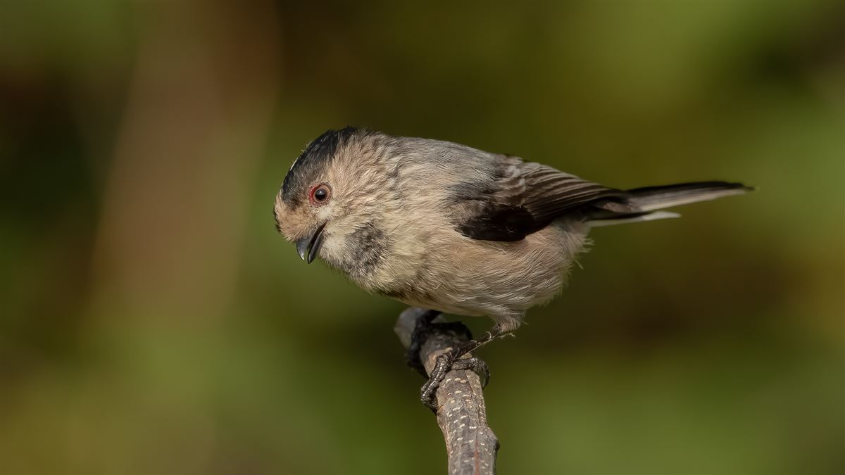 Long-tailed Tit