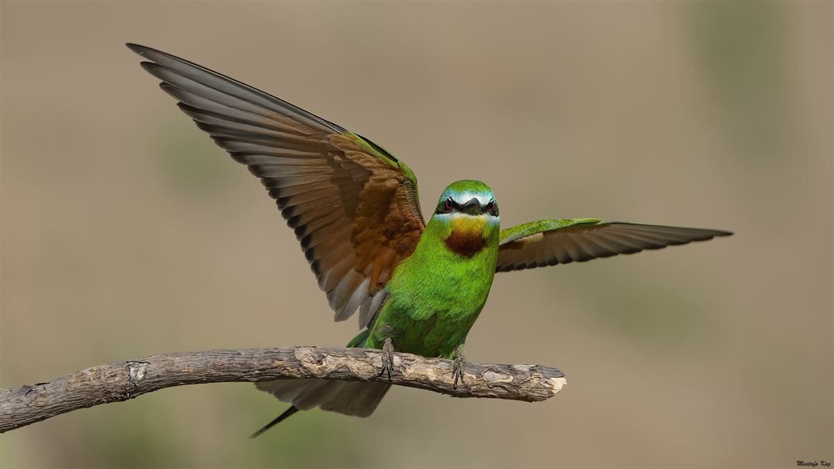 Blue-cheeked Bee-eater