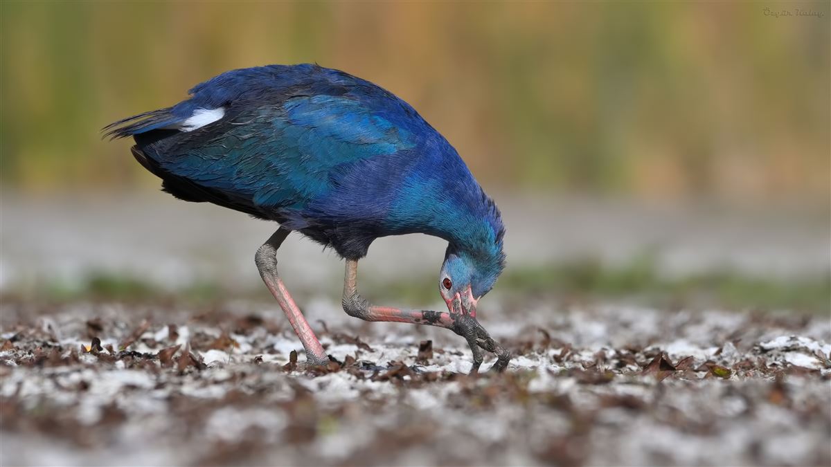 Grey-headed Swamphen