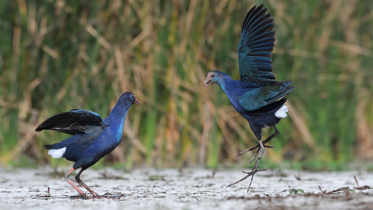 Grey-headed Swamphen