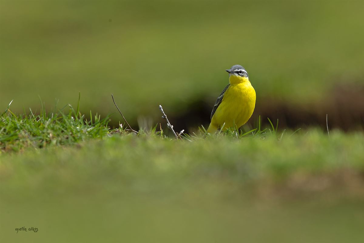 Western Yellow Wagtail