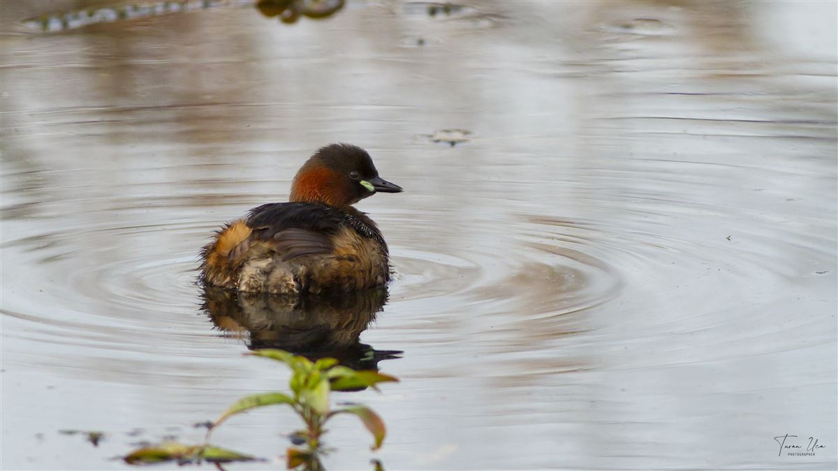 Little Grebe