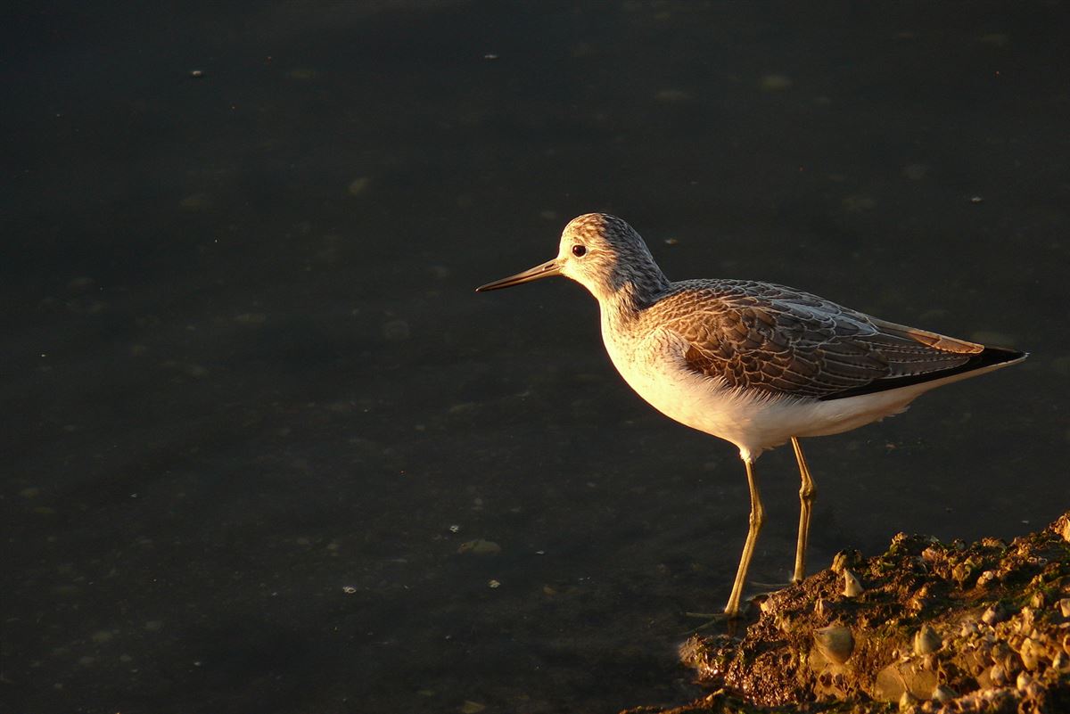 Common Greenshank
