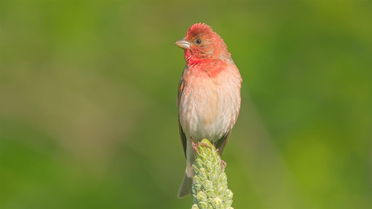 Common Rosefinch