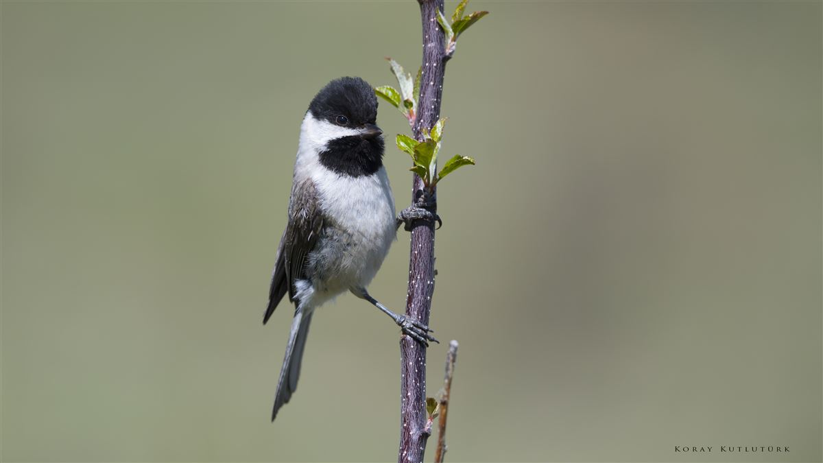 Sombre Tit
