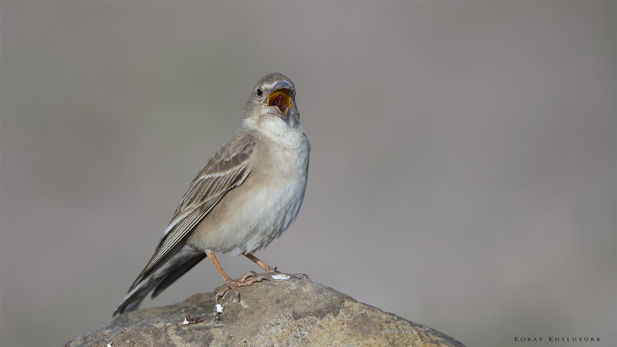 Pale Rockfinch