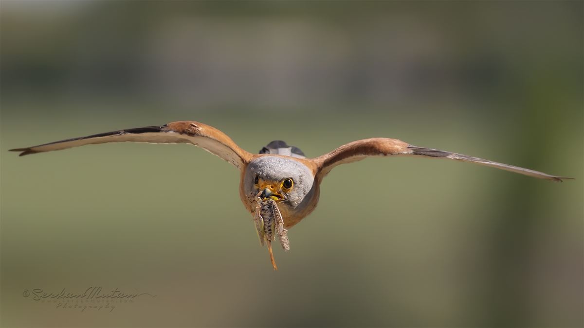 Lesser Kestrel