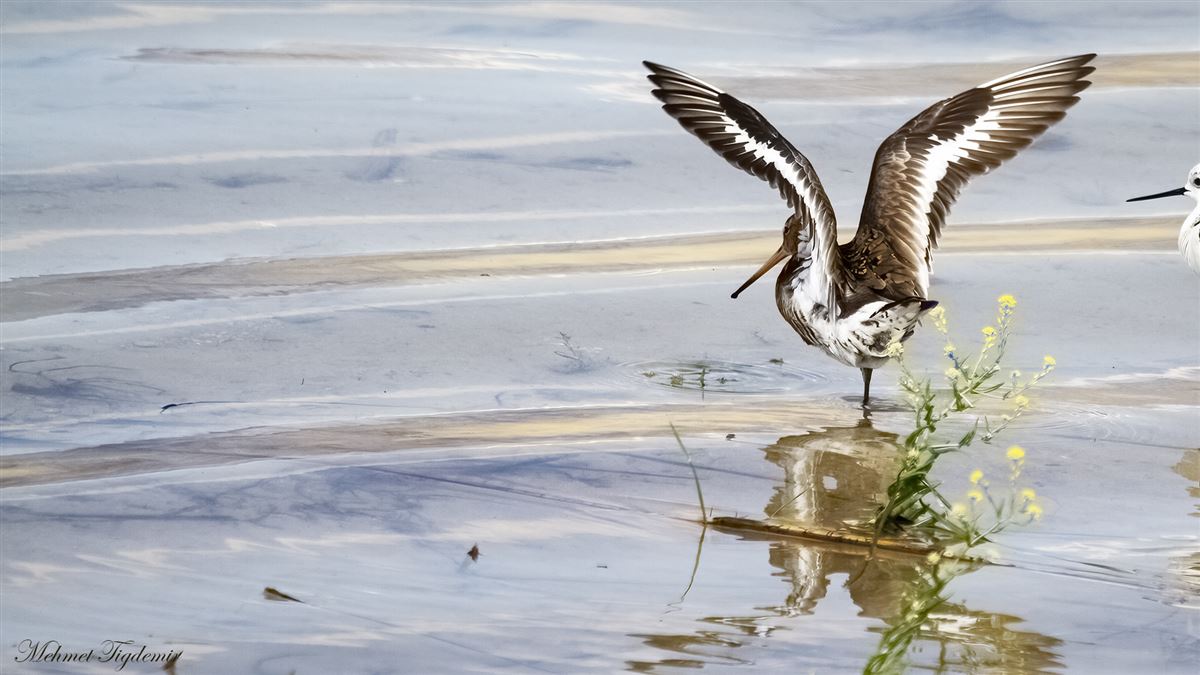 Black-tailed Godwit