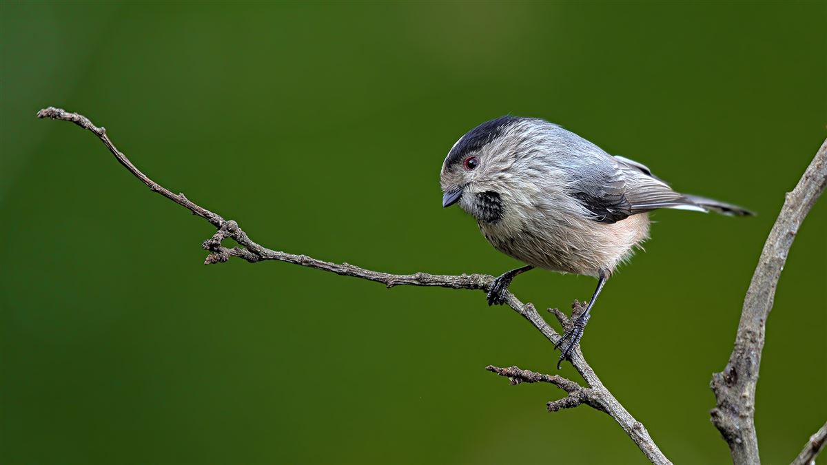 Long-tailed Tit