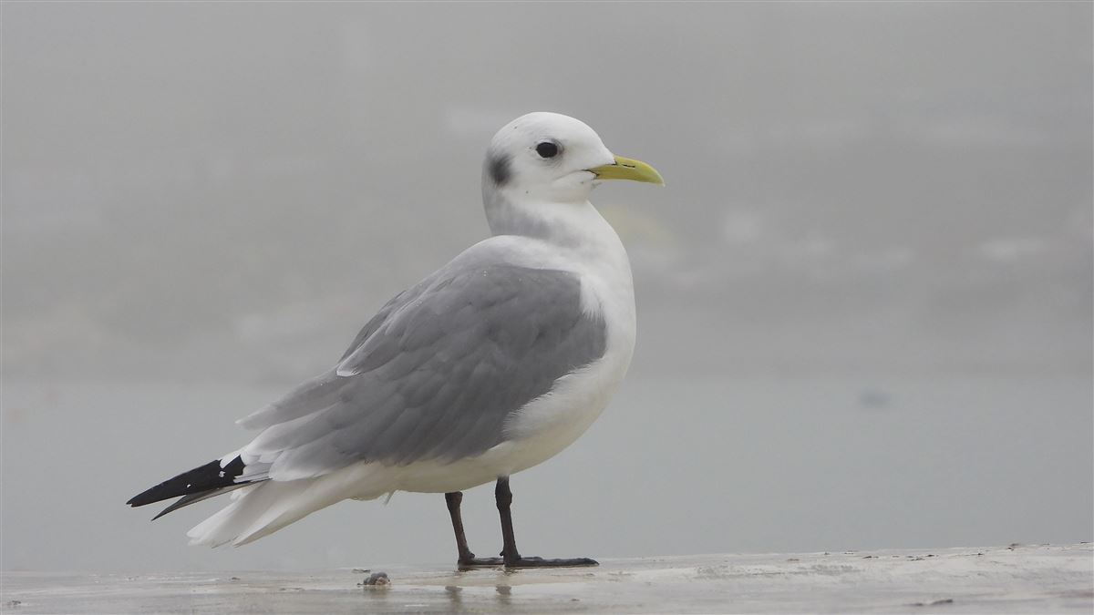 Black-legged Kittiwake