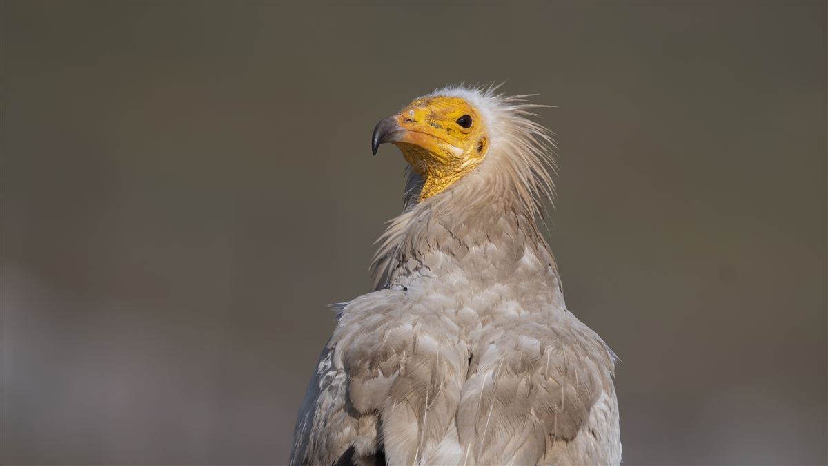 Egyptian Vulture