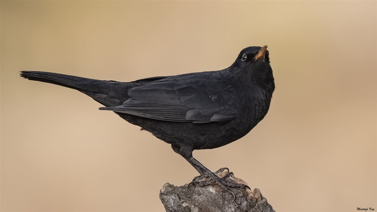 Common Blackbird
