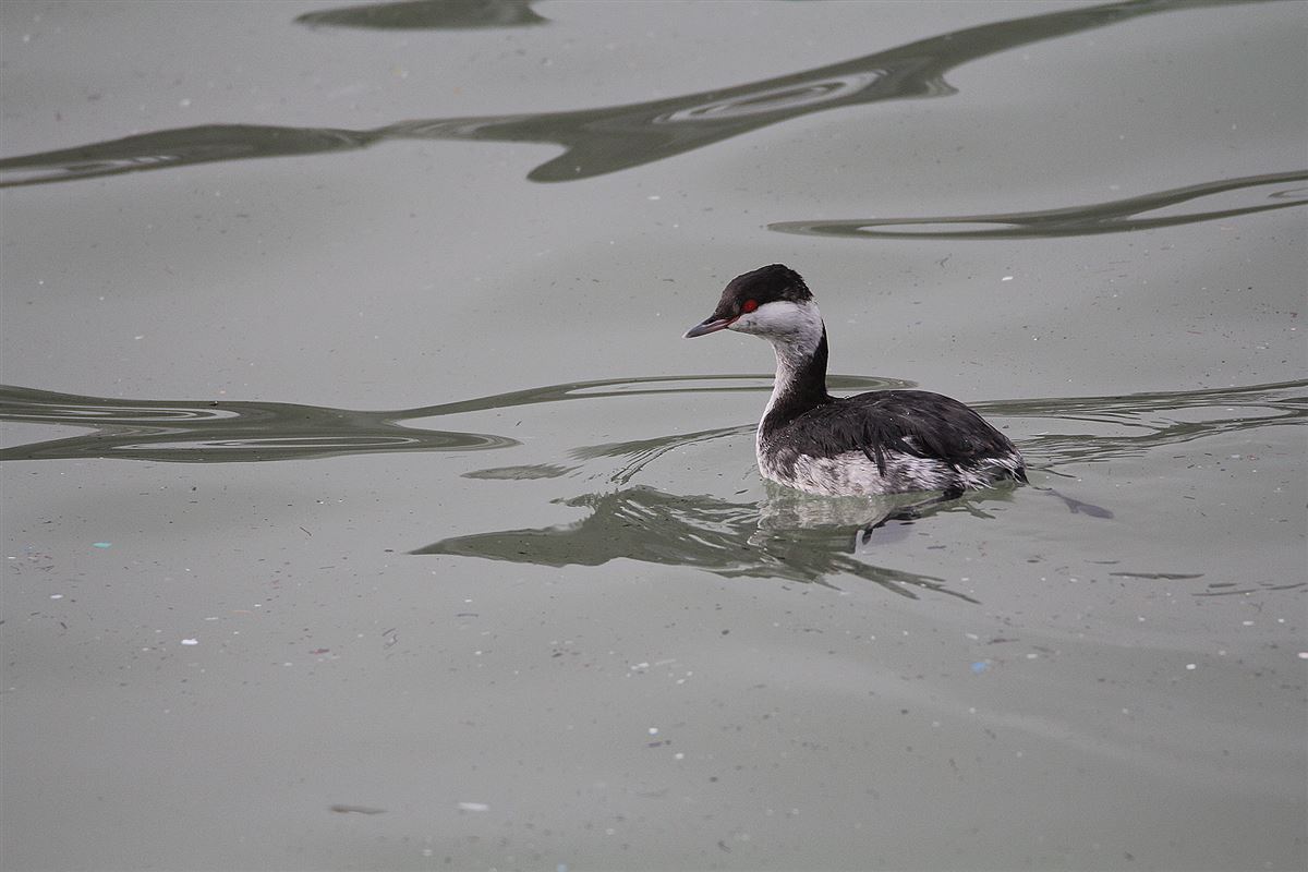 Horned Grebe