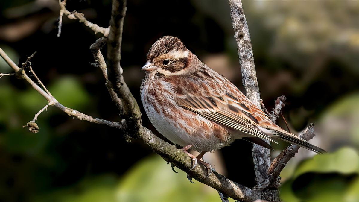 Rustic Bunting