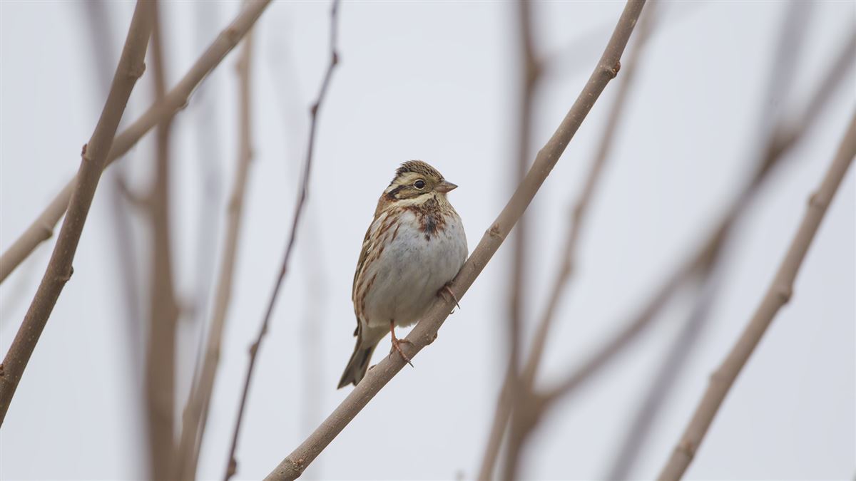 Rustic Bunting