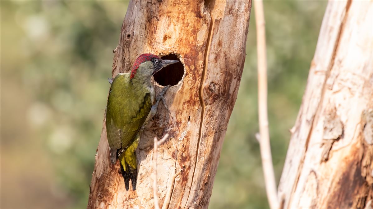 European Green Woodpecker