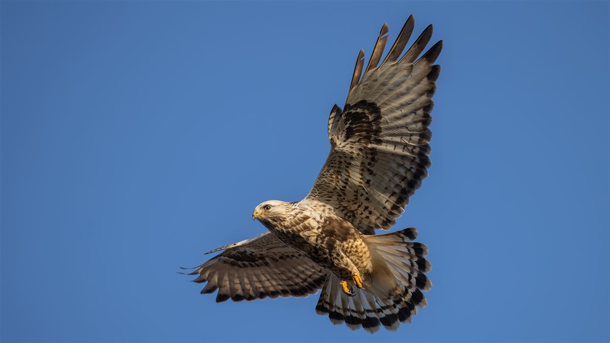 Rough-legged Buzzard