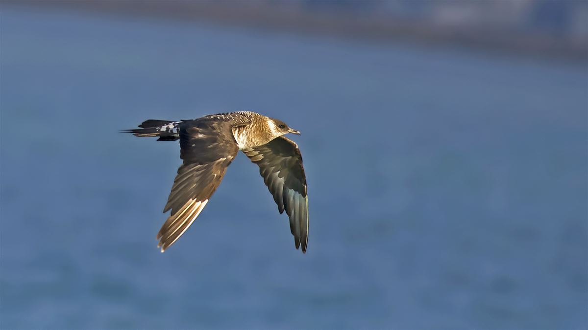Parasitic Jaeger