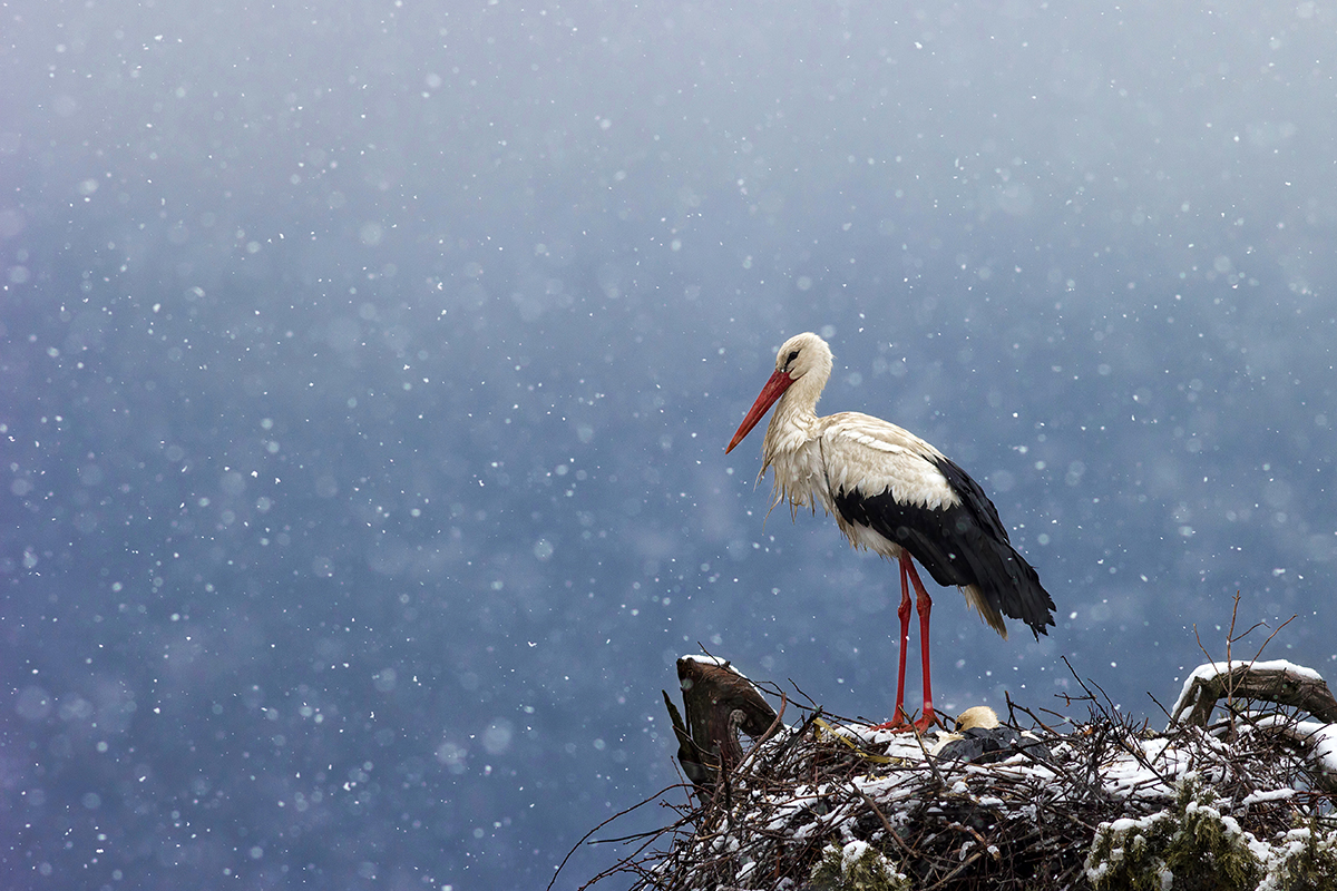 White Stork