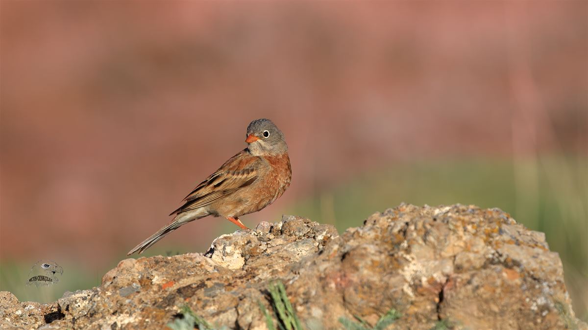 Grey-necked Bunting