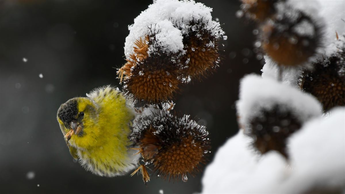 Eurasian Siskin