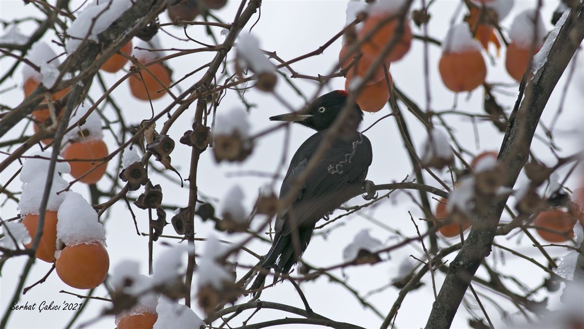 Black Woodpecker