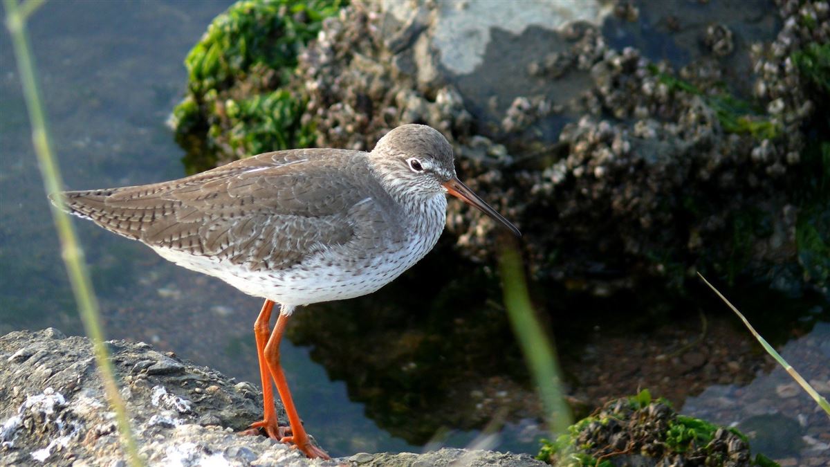 Common Redshank