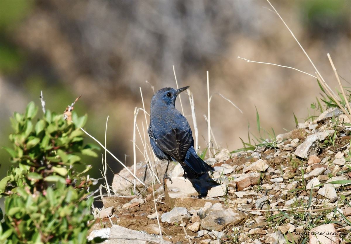 Blue Rock Thrush