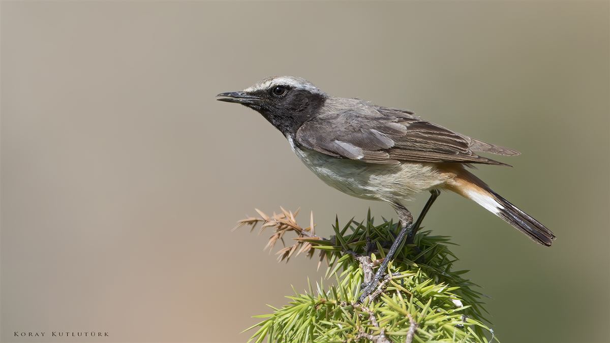 Red-tailed Wheatear