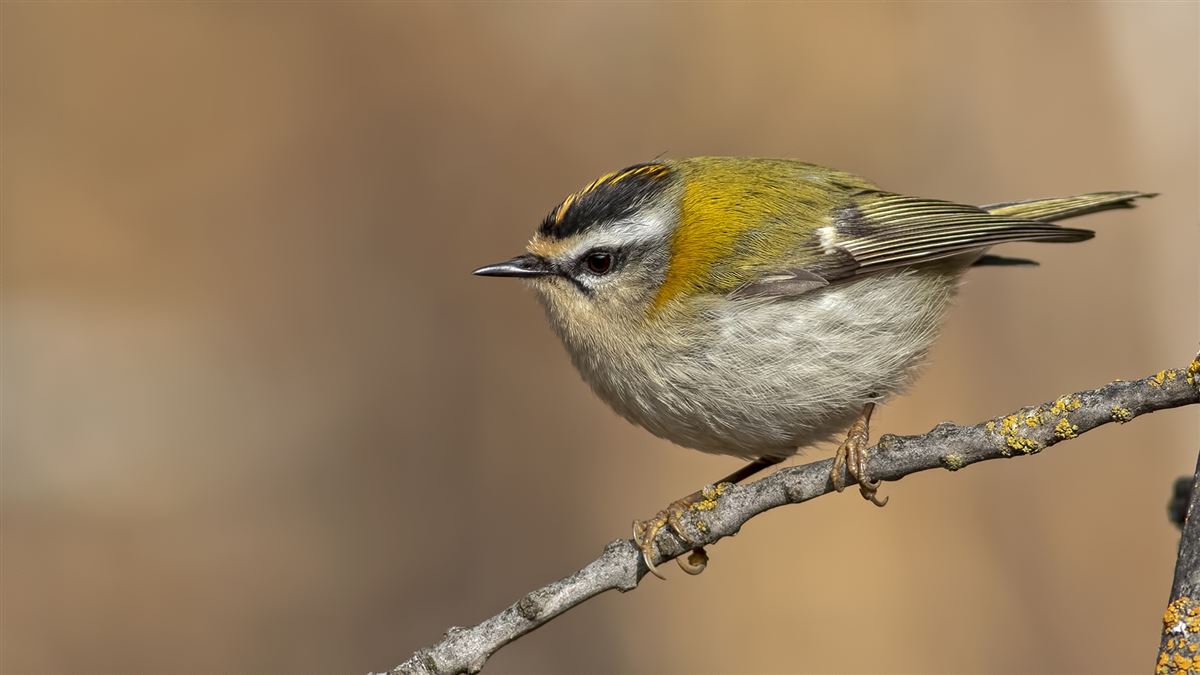 Common Firecrest