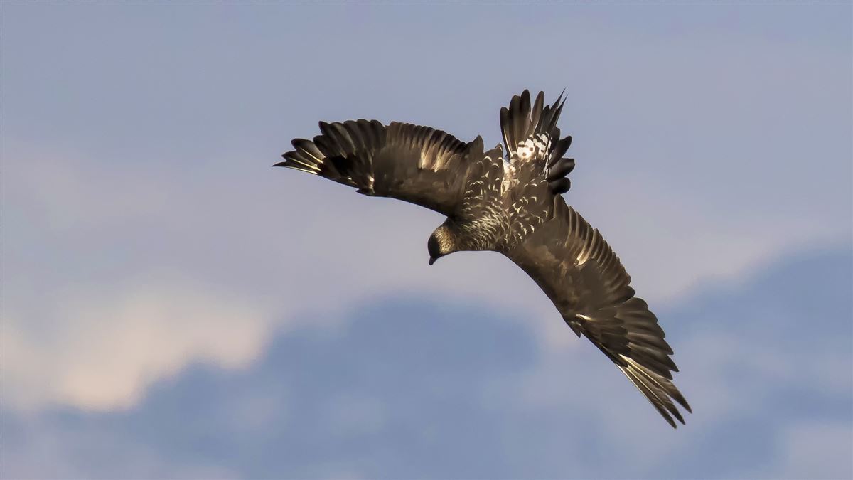 Parasitic Jaeger