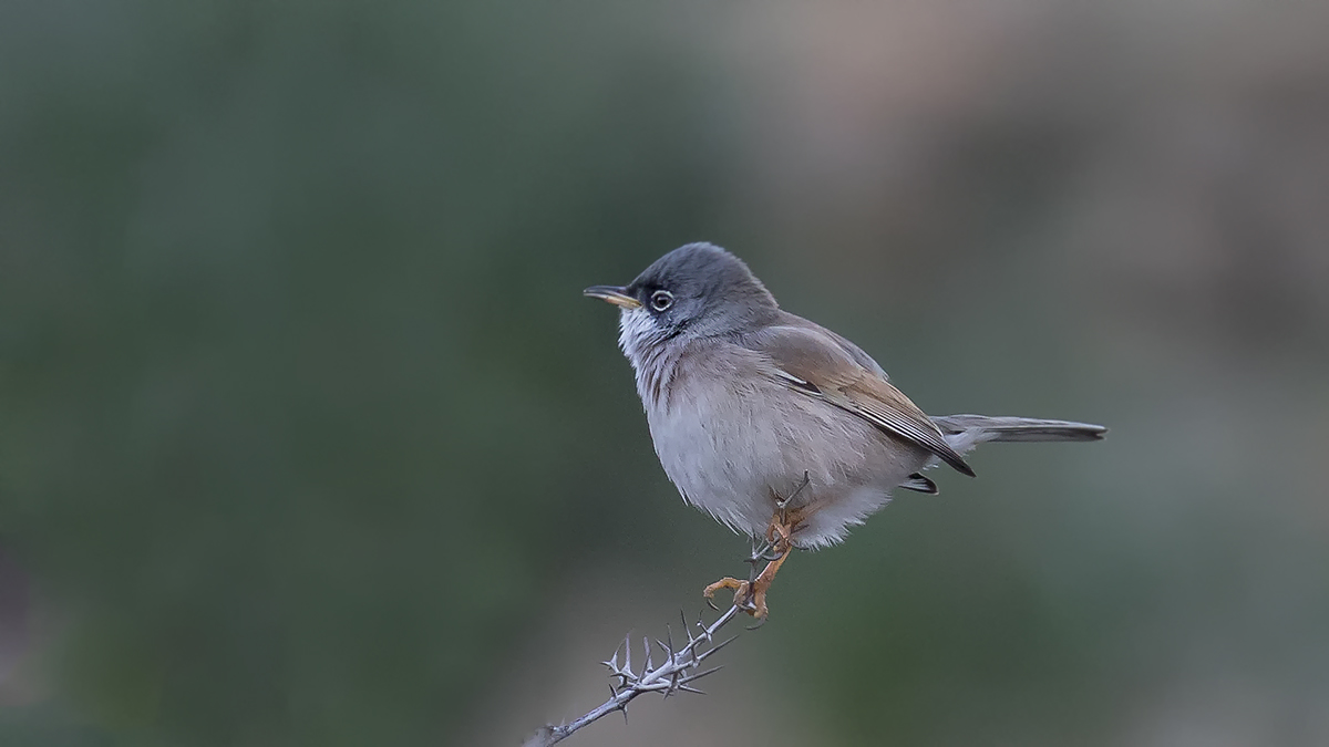 Spectacled Warbler