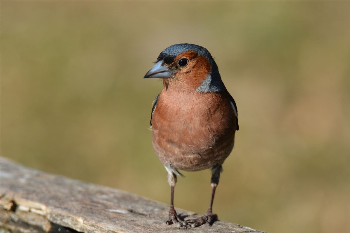 Eurasian Chaffinch