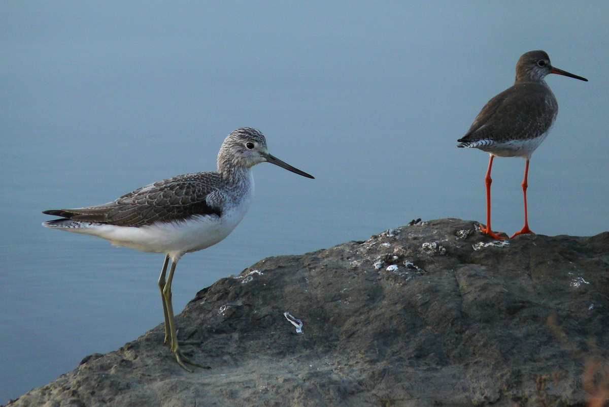 Common Greenshank
