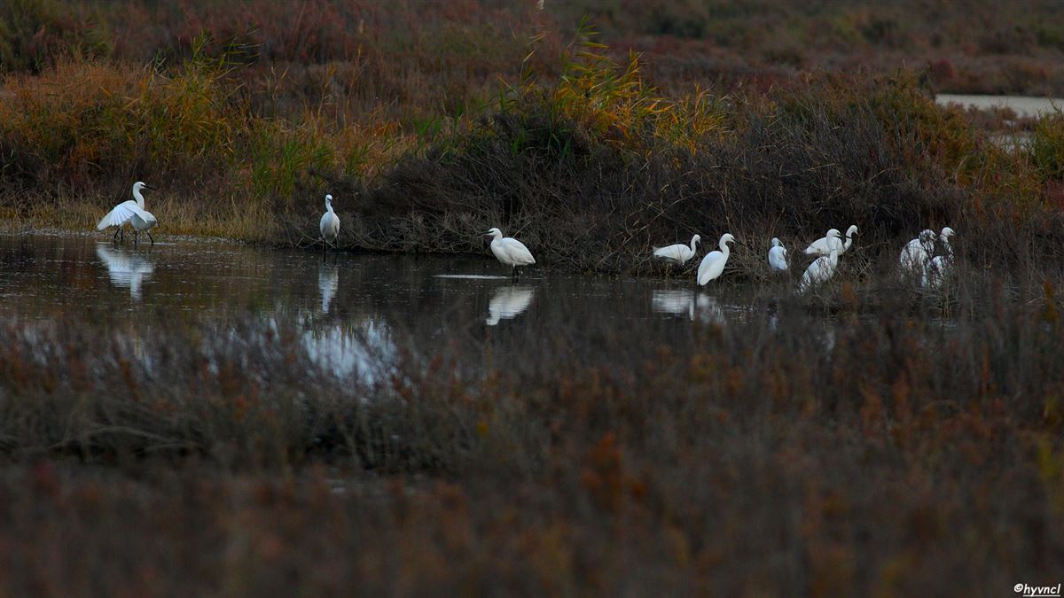 Little Egret
