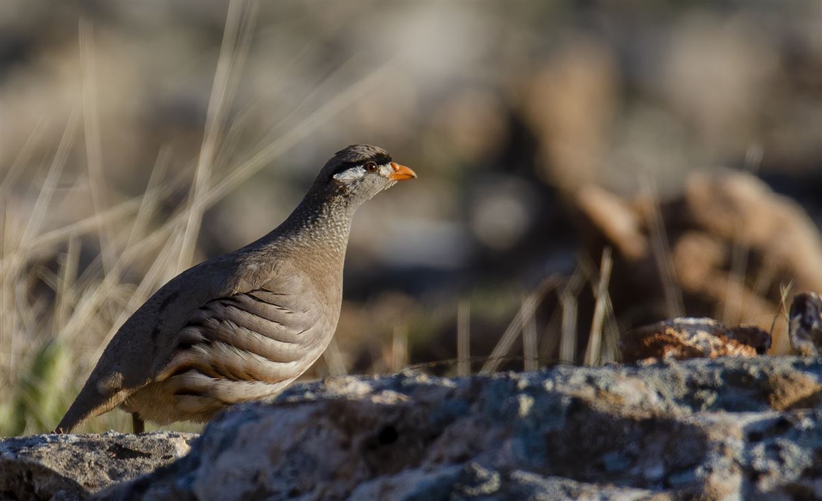 See-see Partridge