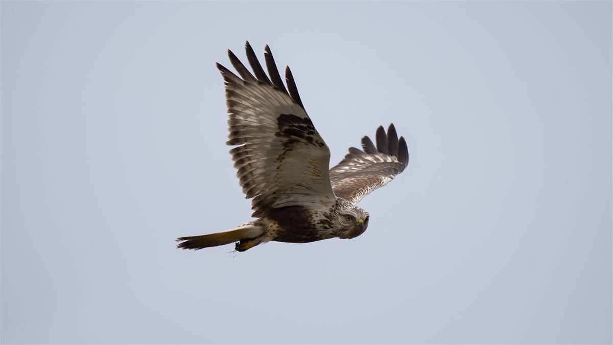 Rough-legged Buzzard