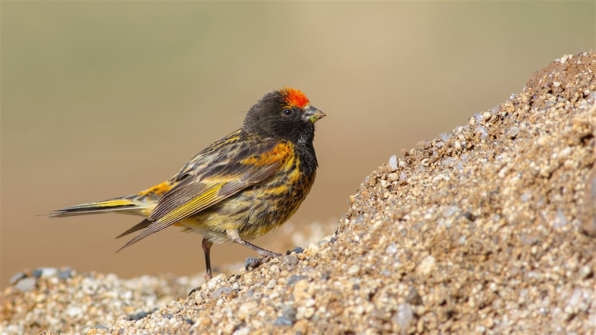 Red-fronted Serin