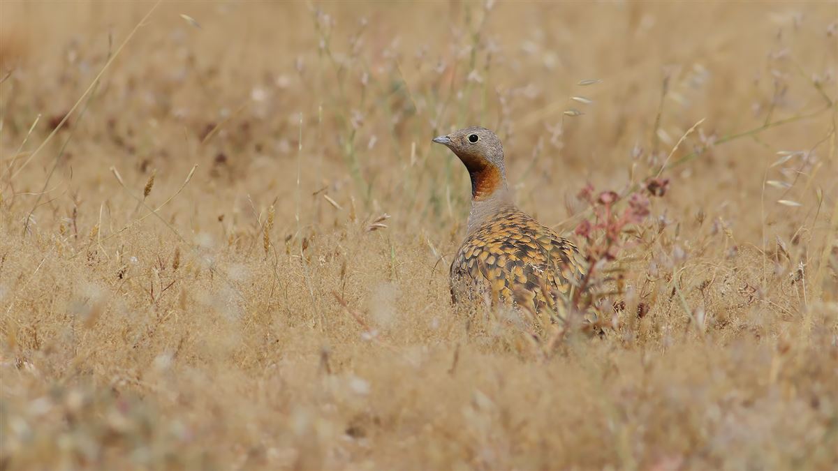 Black-bellied Sandgrouse