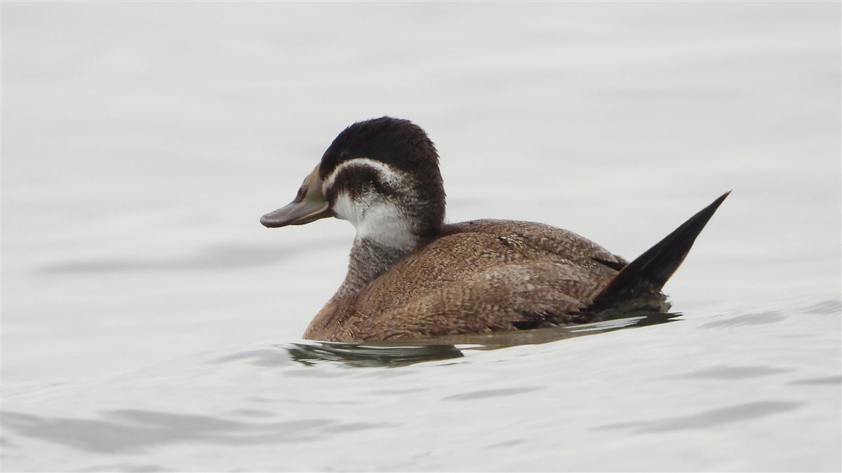 White-headed Duck