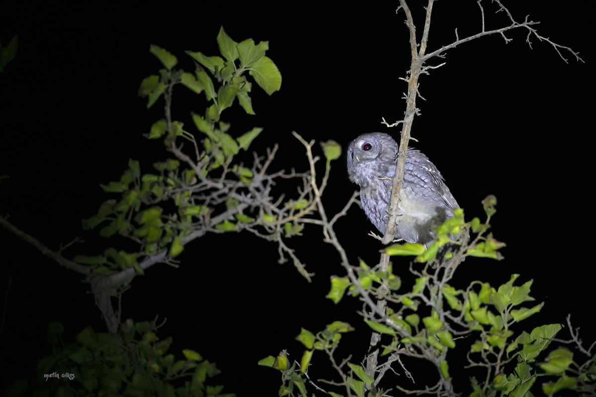 Tawny Owl