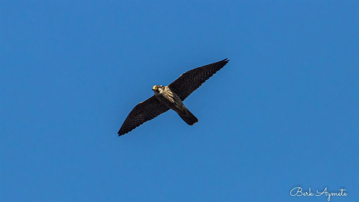 Peregrine Falcon