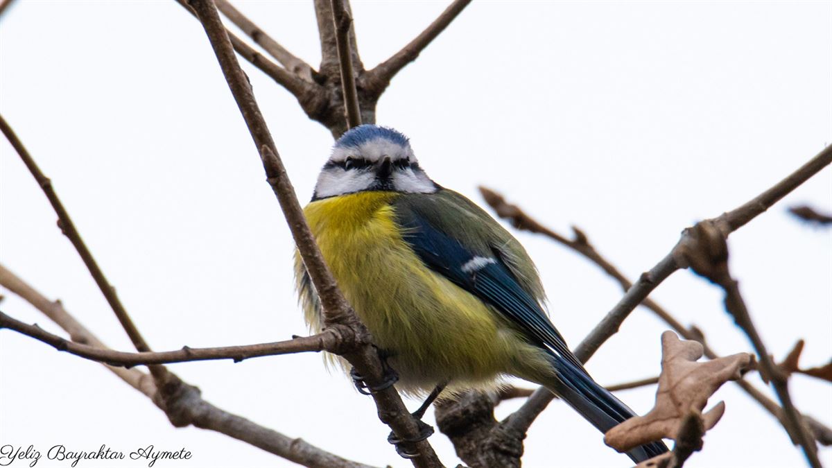 Eurasian Blue Tit