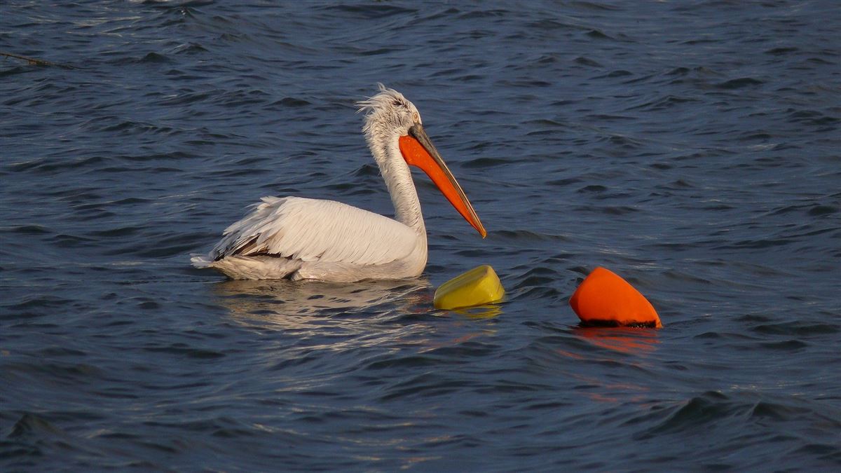Dalmatian Pelican