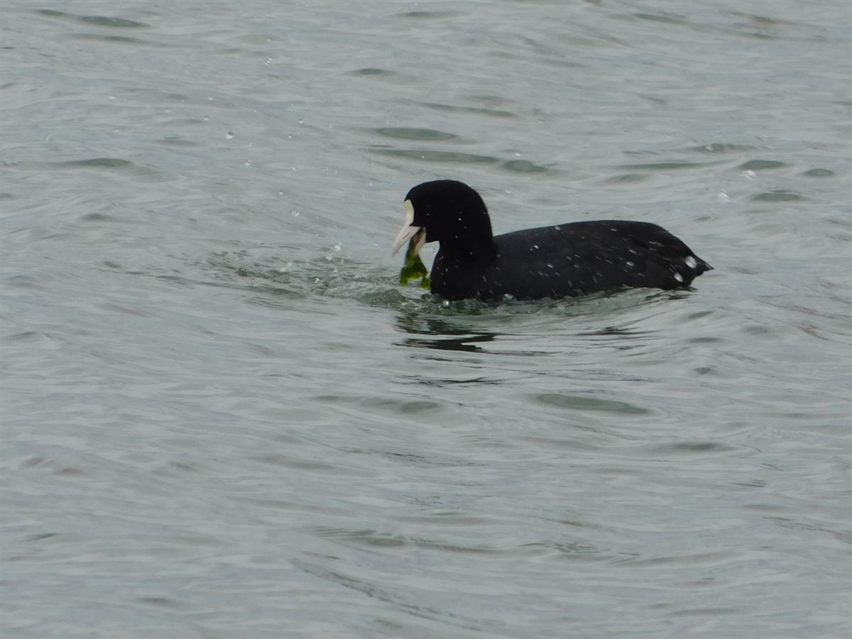 Eurasian Coot