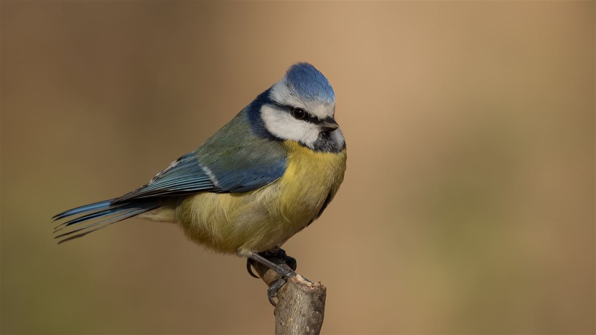 Eurasian Blue Tit