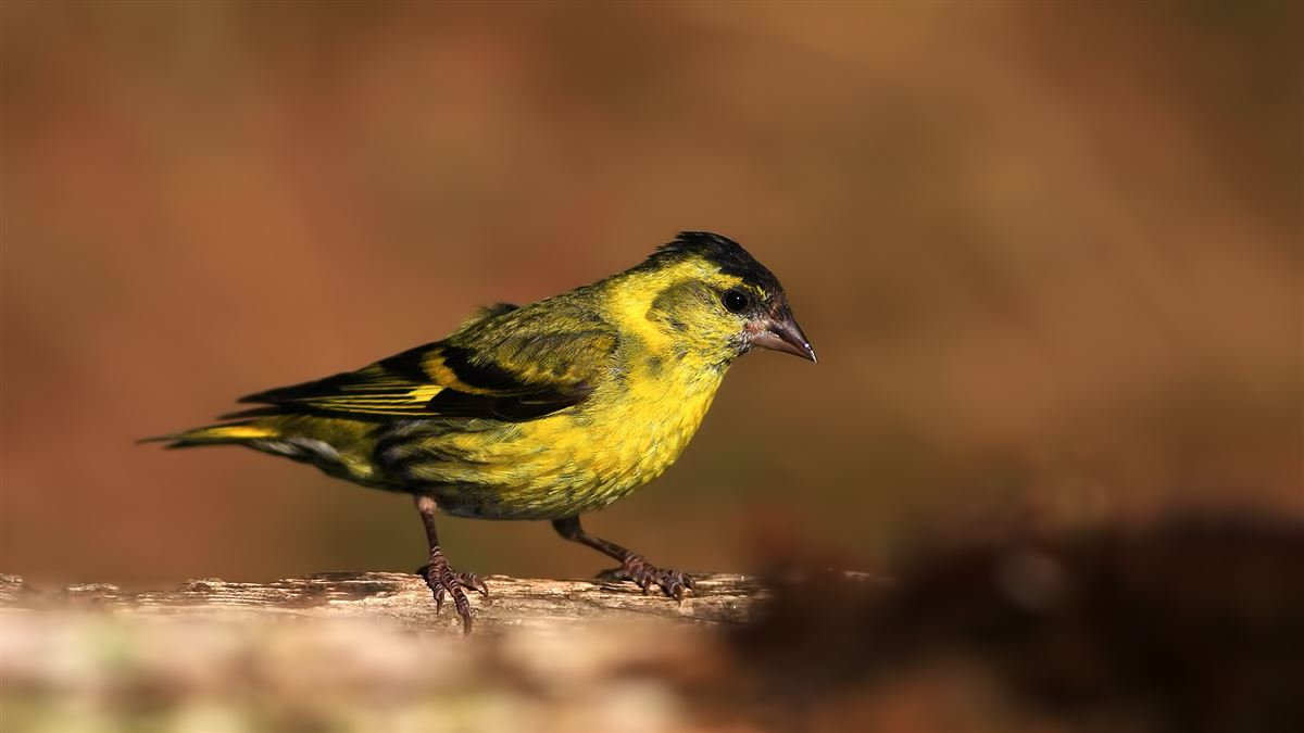 Eurasian Siskin